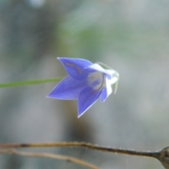 Wahlenbergia sp. (Bluebell) at Wanniassa Hill - 4 Jan 2015 by RyuCallaway