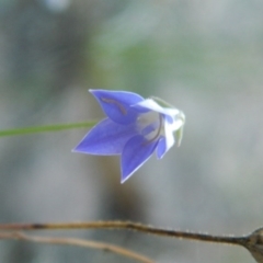 Wahlenbergia sp. (Bluebell) at Fadden, ACT - 5 Jan 2015 by ArcherCallaway