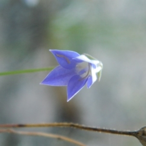 Wahlenbergia sp. at Fadden, ACT - 5 Jan 2015