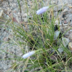 Wahlenbergia sp. at Fadden, ACT - 5 Jan 2015