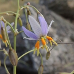 Dianella sp. aff. longifolia (Benambra) (Pale Flax Lily, Blue Flax Lily) at Tennent, ACT - 23 Nov 2014 by MichaelBedingfield