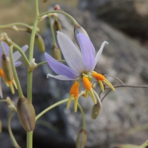 Dianella sp. aff. longifolia (Benambra) at Tennent, ACT - 23 Nov 2014 07:31 PM