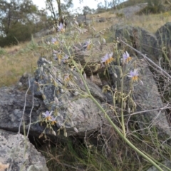 Dianella sp. aff. longifolia (Benambra) at Tennent, ACT - 23 Nov 2014