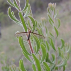 Persoonia rigida at Tennent, ACT - 23 Nov 2014