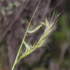 Dichelachne (genus) (Plume Grasses) at Tennent, ACT - 23 Nov 2014 by MichaelBedingfield