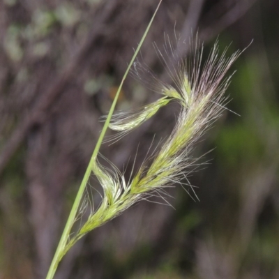 Dichelachne (genus) (Plume Grasses) at Tennent, ACT - 23 Nov 2014 by MichaelBedingfield