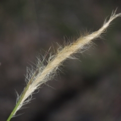 Dichelachne sp. at Tennent, ACT - 23 Nov 2014