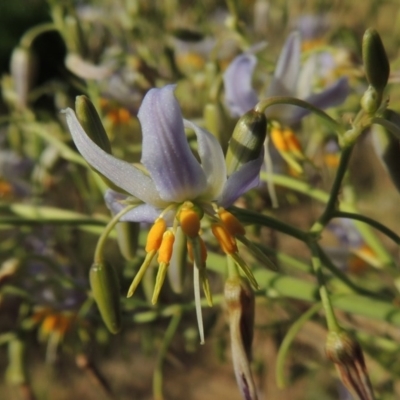 Dianella sp. aff. longifolia (Benambra) (Pale Flax Lily, Blue Flax Lily) at Namadgi National Park - 23 Nov 2014 by MichaelBedingfield