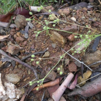 Daucus glochidiatus (Australian Carrot) at Majura, ACT - 9 Jan 2015 by SilkeSma