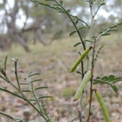 Indigofera adesmiifolia (Tick Indigo) at Theodore, ACT - 24 Nov 2014 by MichaelBedingfield