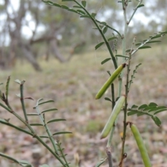 Indigofera adesmiifolia (Tick Indigo) at Tuggeranong Hill - 24 Nov 2014 by michaelb