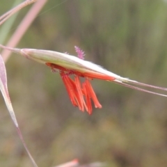 Rytidosperma pallidum (Red-anther Wallaby Grass) at Tuggeranong Hill - 24 Nov 2014 by michaelb