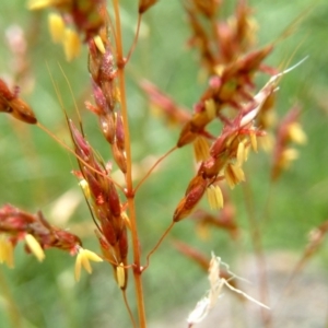 Sorghum leiocladum at Wanniassa, ACT - 30 Dec 2014