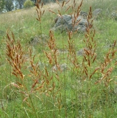 Sorghum leiocladum at Wanniassa, ACT - 30 Dec 2014 12:00 AM