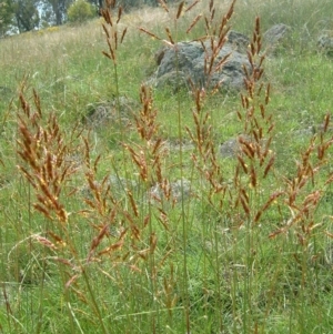 Sorghum leiocladum at Wanniassa, ACT - 30 Dec 2014