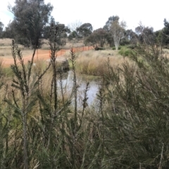 Eucalyptus nortonii at Theodore, ACT - 24 Nov 2014