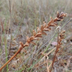 Microtis sp. (Onion Orchid) at Theodore, ACT - 24 Nov 2014 by michaelb