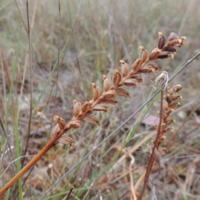 Microtis (genus) (onion orchids) at Theodore, ACT - 24 Nov 2014 by MichaelBedingfield