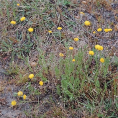 Leptorhynchos squamatus (Scaly Buttons) at Rob Roy Spring 1(M) - 24 Nov 2014 by michaelb