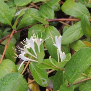 Lonicera japonica at Theodore, ACT - 24 Nov 2014