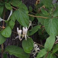 Lonicera japonica at Theodore, ACT - 24 Nov 2014