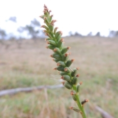 Microtis sp. (Onion Orchid) at Tuggeranong DC, ACT - 24 Nov 2014 by michaelb