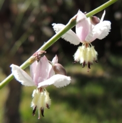 Arthropodium milleflorum (Vanilla Lily) at Tuggeranong DC, ACT - 23 Nov 2014 by michaelb