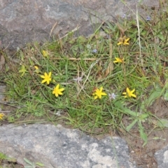Hypoxis hygrometrica (Golden Weather-grass) at Rob Roy Spring 1(M) - 24 Nov 2014 by michaelb