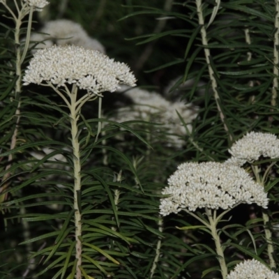 Cassinia longifolia (Shiny Cassinia, Cauliflower Bush) at Tuggeranong Hill - 24 Nov 2014 by michaelb