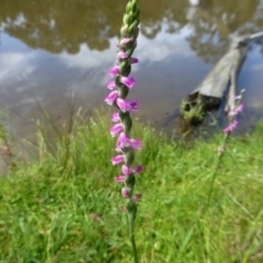 Spiranthes australis (Austral Ladies Tresses) at Paddys River, ACT - 9 Jan 2015 by pamcooke