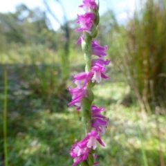 Spiranthes australis at Paddys River, ACT - 9 Jan 2015