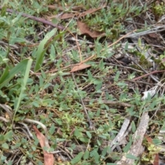 Einadia nutans subsp. nutans (Climbing Saltbush) at Acton, ACT - 9 Jan 2015 by TimYiu