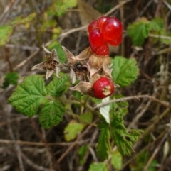 Rubus parvifolius (Native Raspberry) at Black Mountain - 13 Jan 2015 by RWPurdie