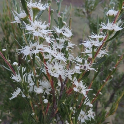 Kunzea ericoides (Burgan) at Greenway, ACT - 25 Nov 2014 by MichaelBedingfield