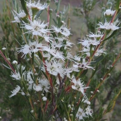 Kunzea ericoides (Burgan) at Bullen Range - 25 Nov 2014 by michaelb