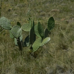 Opuntia sp. at Urambi Hills - 5 Jan 2015