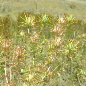 Carthamus lanatus at Urambi Hills - 5 Jan 2015