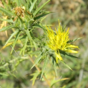 Carthamus lanatus at Urambi Hills - 5 Jan 2015