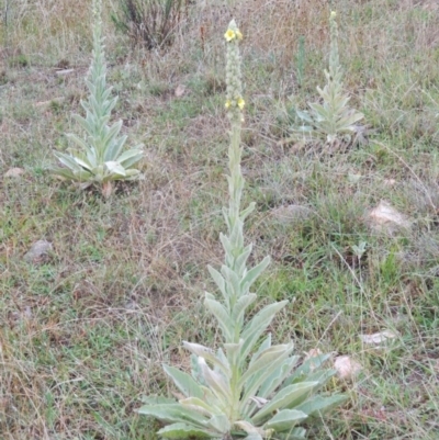 Verbascum thapsus subsp. thapsus (Great Mullein, Aaron's Rod) at Wanniassa Hill - 6 Jan 2015 by ArcherCallaway