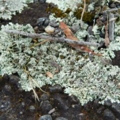 Unidentified at Wanniassa Hill - 5 Jan 2015 by ArcherCallaway