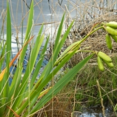 Iris pseudacorus (Yellow Flag) at Fadden Hills Pond - 14 Jan 2015 by ArcherCallaway