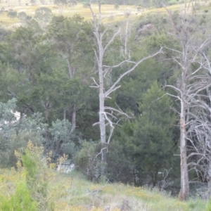 Casuarina cunninghamiana subsp. cunninghamiana at Greenway, ACT - 25 Nov 2014