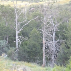 Casuarina cunninghamiana subsp. cunninghamiana at Greenway, ACT - 25 Nov 2014 08:11 PM