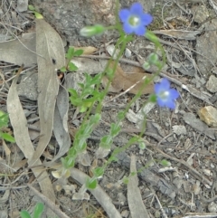 Unidentified at Farrer Ridge - 6 Oct 2014 by galah681