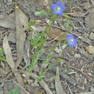 Unidentified at Farrer Ridge - 6 Oct 2014 by galah681