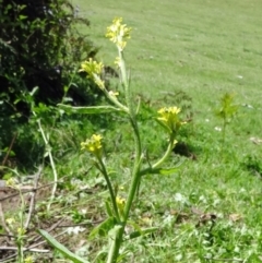 Barbarea verna (Wintercress, American Cress) at Tidbinbilla Nature Reserve - 18 Oct 2014 by galah681