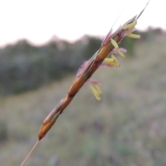 Sorghum leiocladum (Wild Sorghum) at Greenway, ACT - 25 Nov 2014 by michaelb