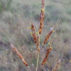 Sorghum leiocladum at Greenway, ACT - 25 Nov 2014 08:19 PM