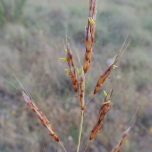 Sorghum leiocladum at Greenway, ACT - 25 Nov 2014 08:19 PM