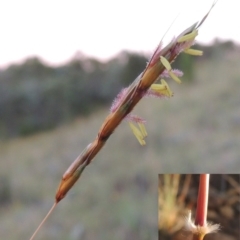 Sorghum leiocladum at Greenway, ACT - 25 Nov 2014